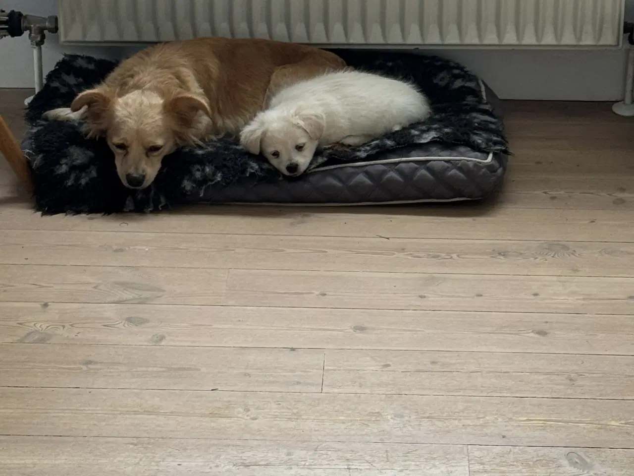 Billede 15 - Små uldtotter har alle fået nyt hjem