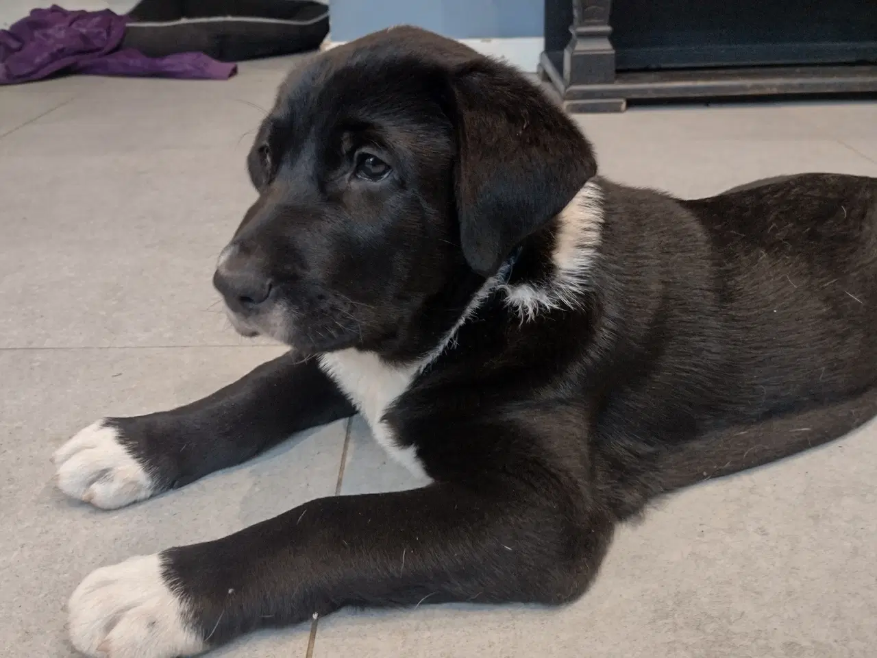 Billede 2 - Bull Terrier blanding 