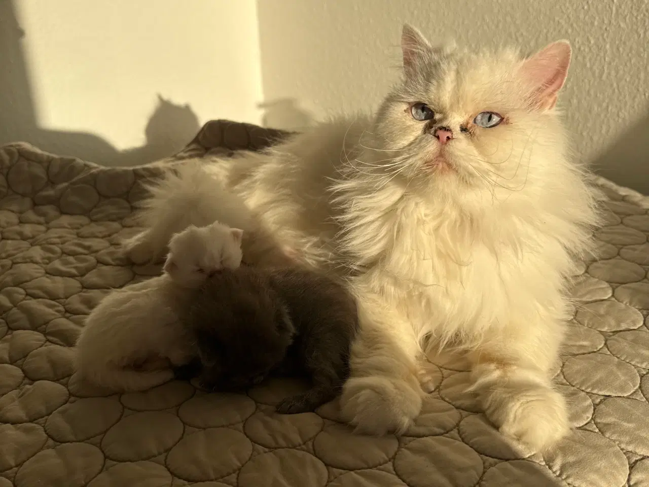 Billede 10 - Scottish fold & perser mix 