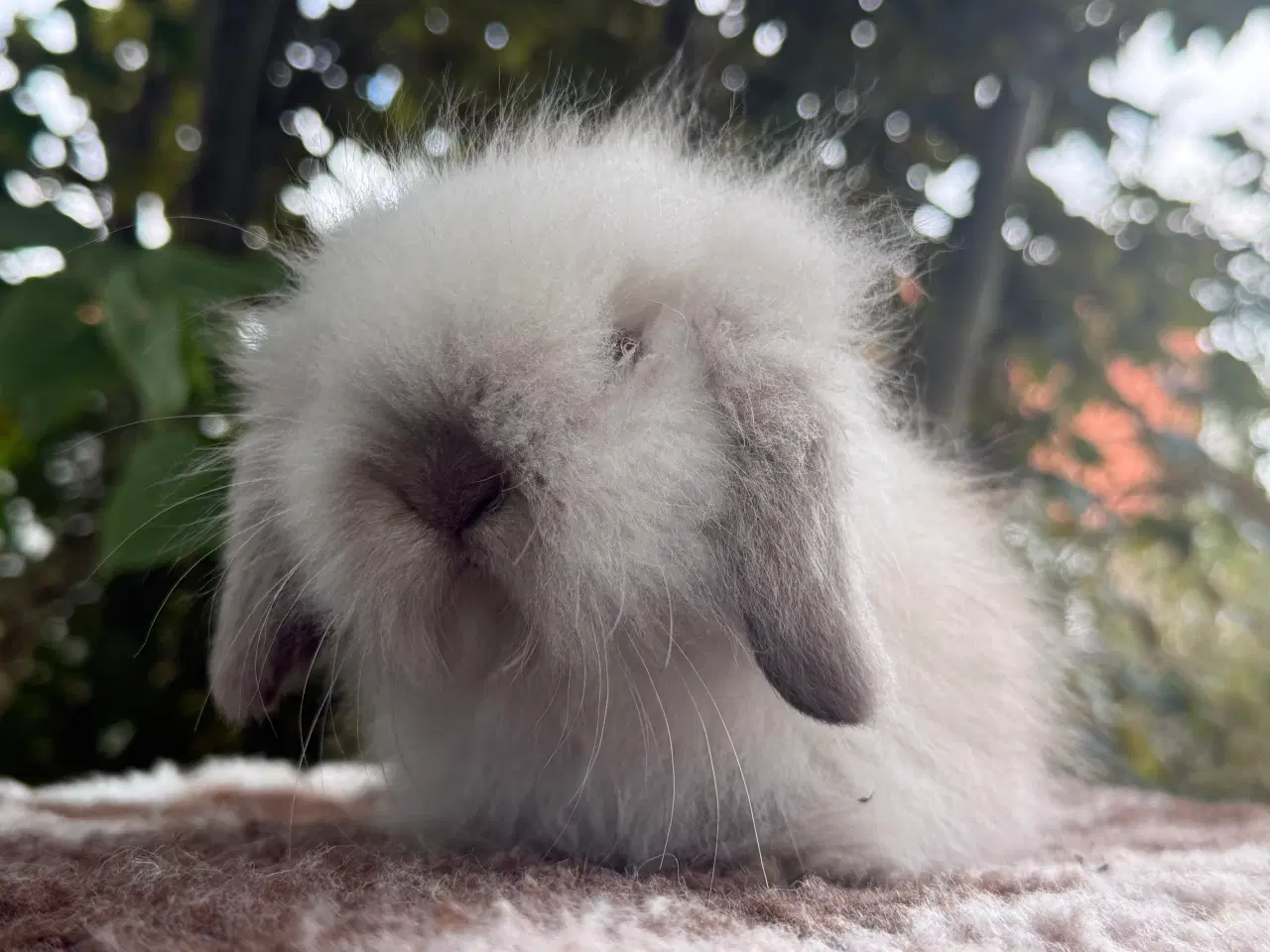 Billede 3 - Mini lion lop pige