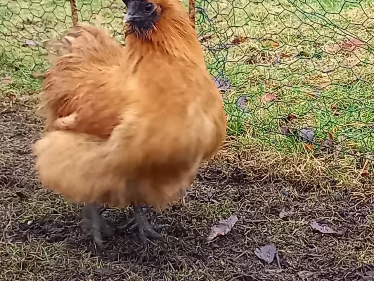 Billede 3 - Dværg silkehøns