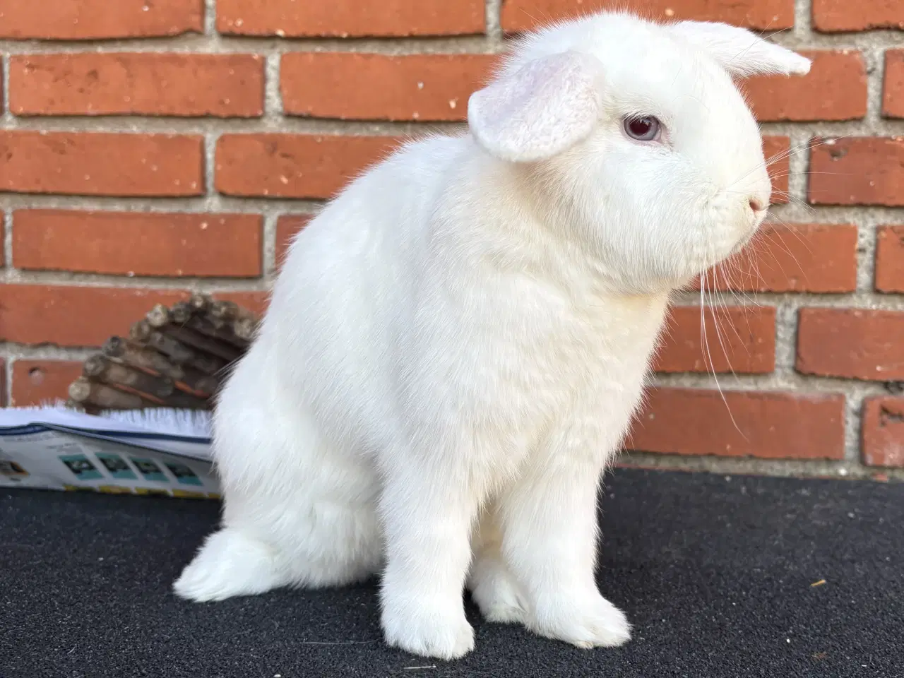 Billede 1 - HUN kanin