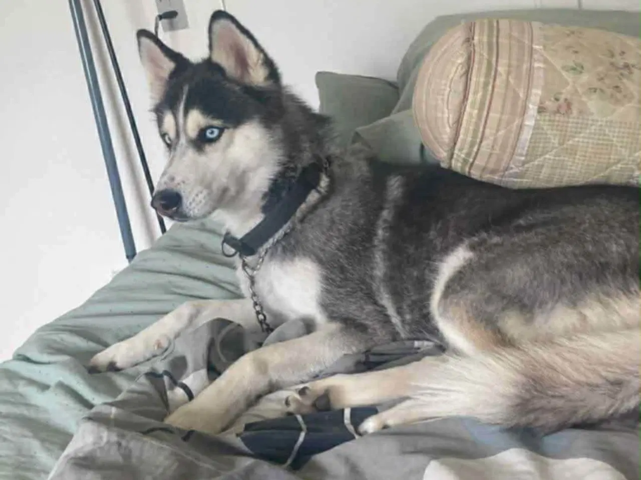 Billede 4 - Sælges Mille 5 år