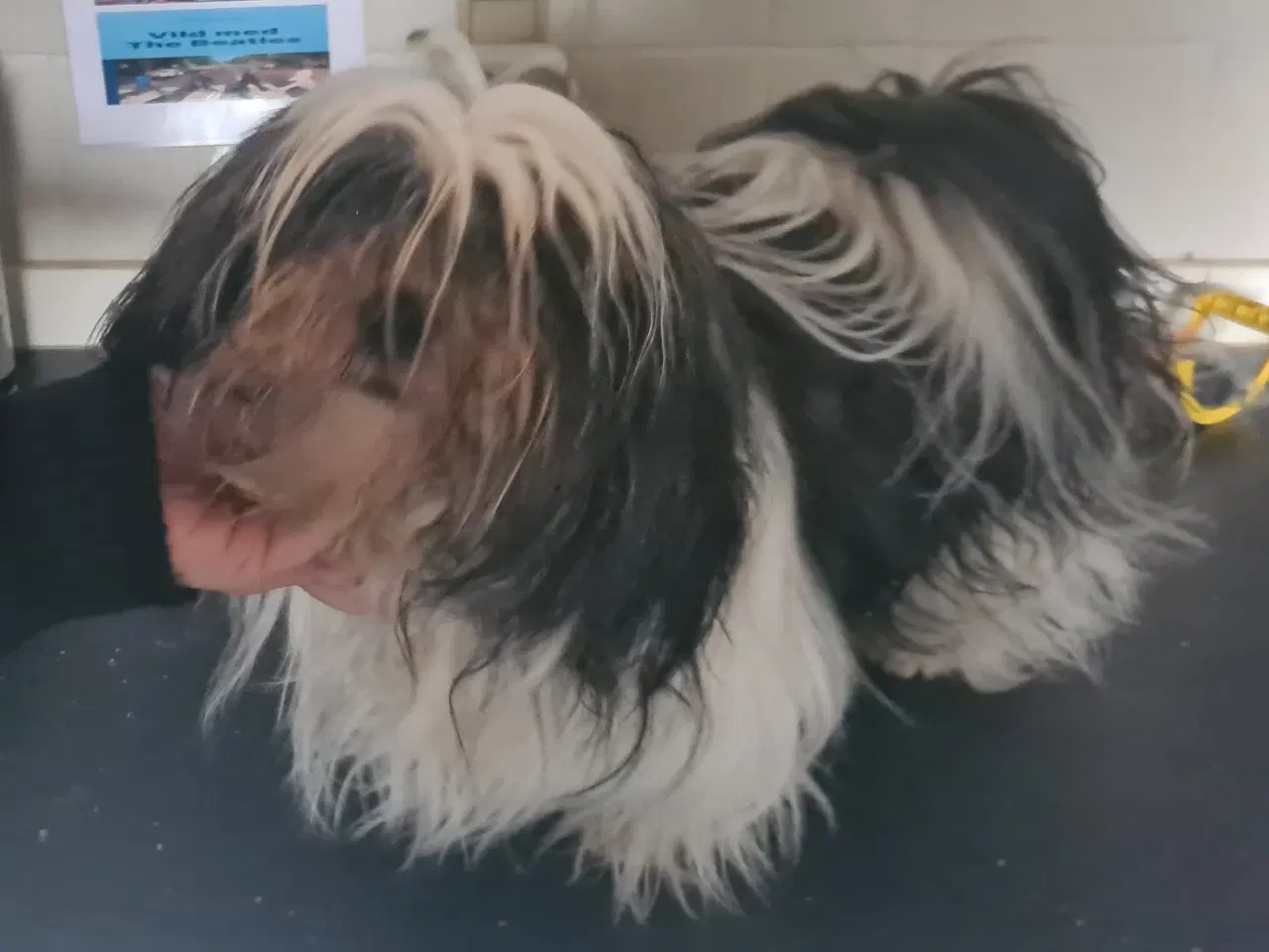 Billede 7 - ægte Lhasa Apso hvalpe 