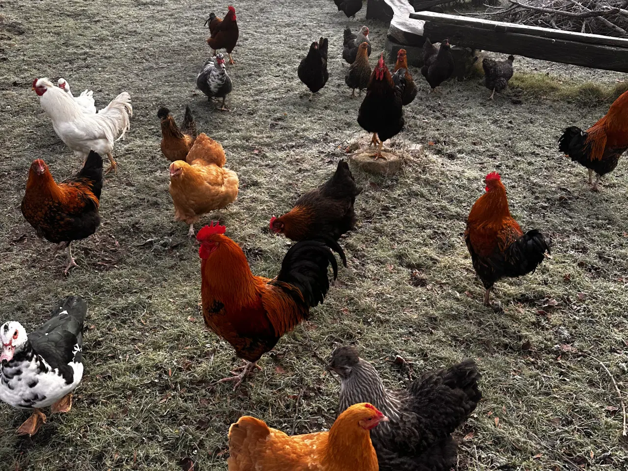 Billede 4 - 🐓 Høns sælges – små flokke klar til ny gård