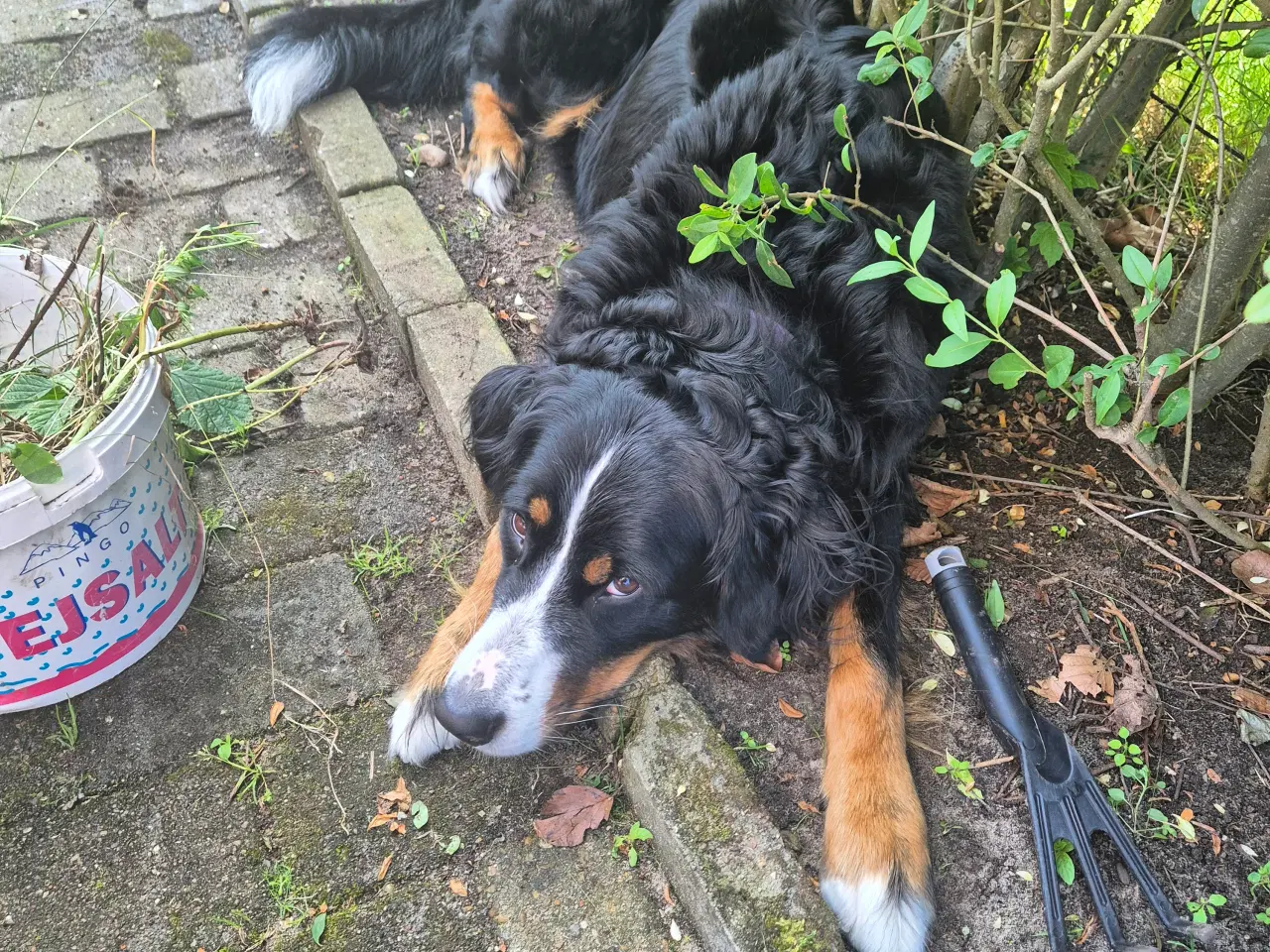 Billede 2 - Berner sennen/alaskan malamute blandings hvalp