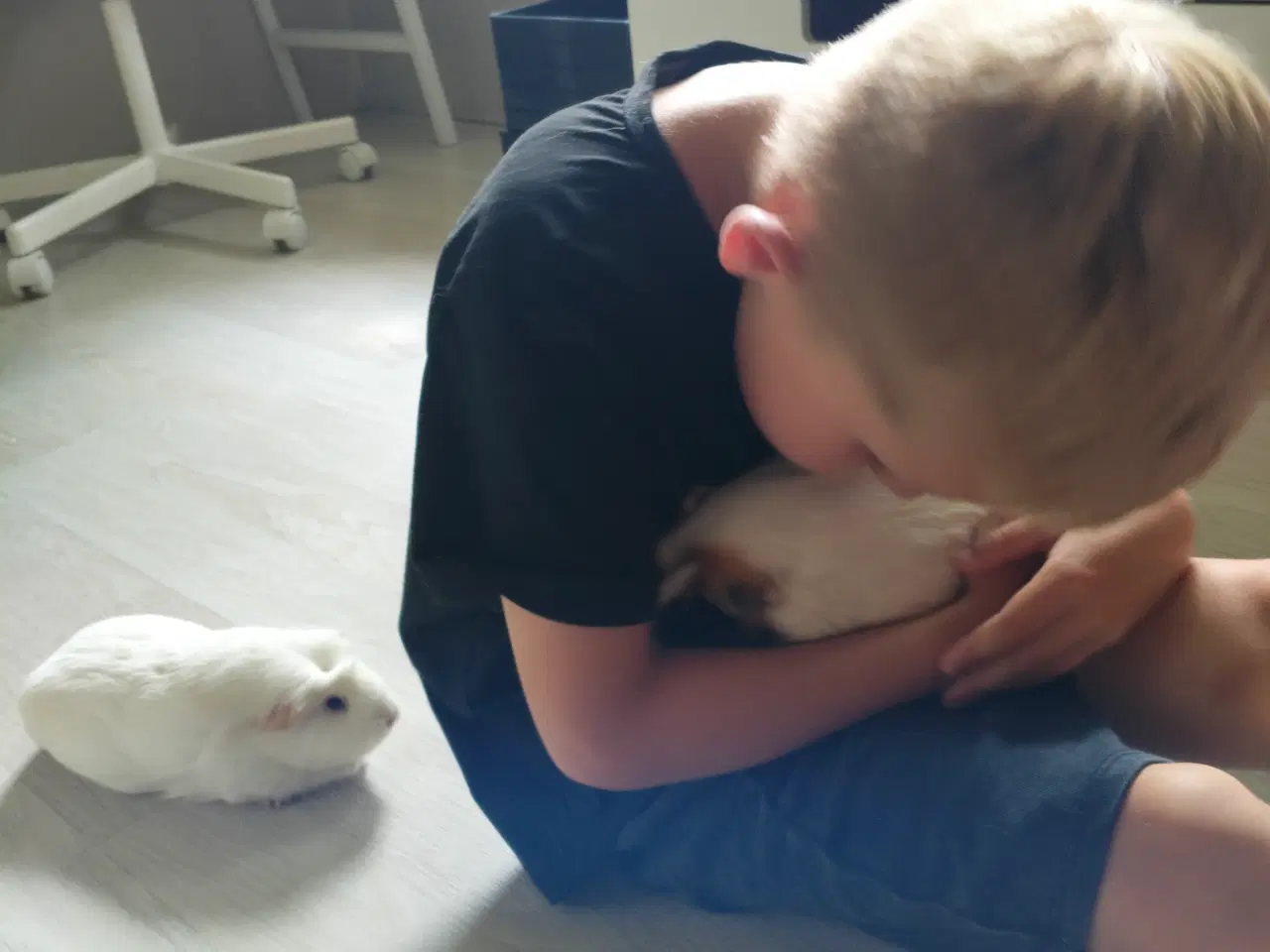 Billede 1 - Familie marsvin hun 