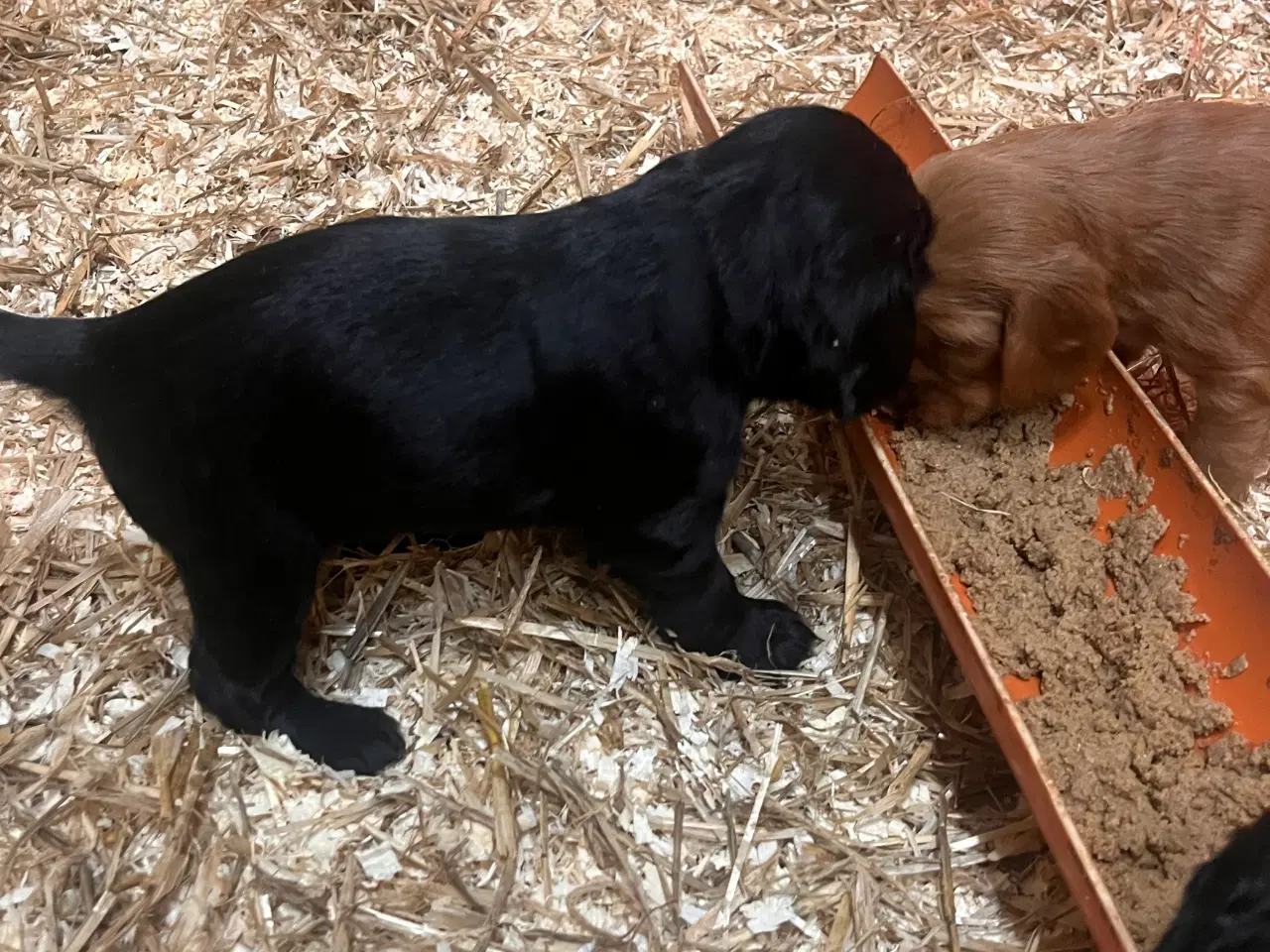Billede 2 - Skønne cockerspaniel hvalpe 