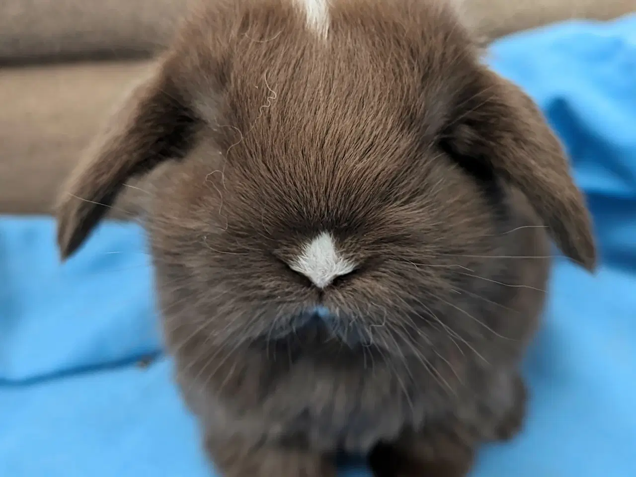 Billede 1 - Minilop kaninunge sælges 