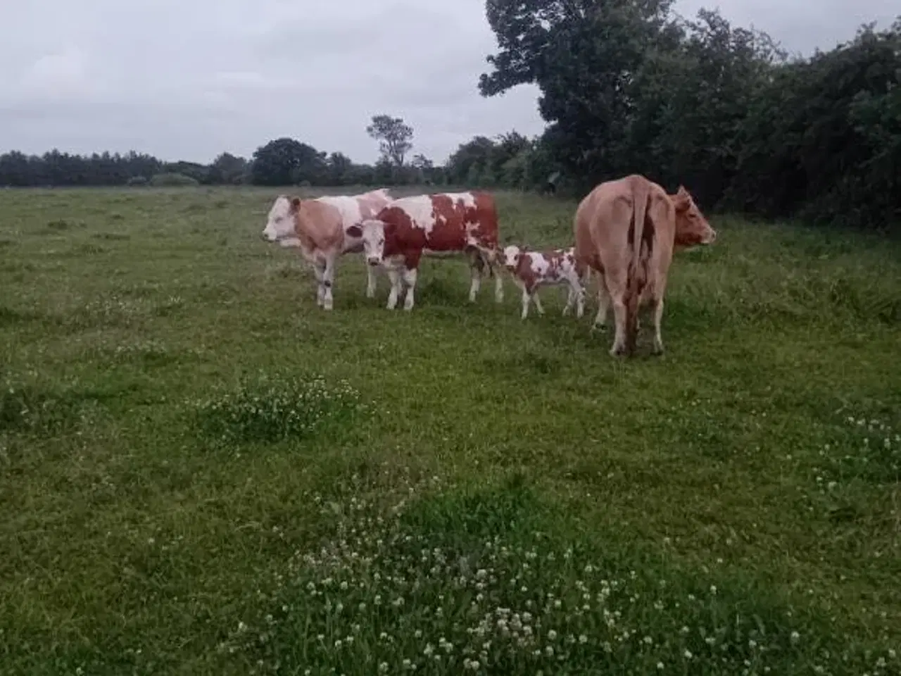 Billede 1 - Øko Simmentaler køer 