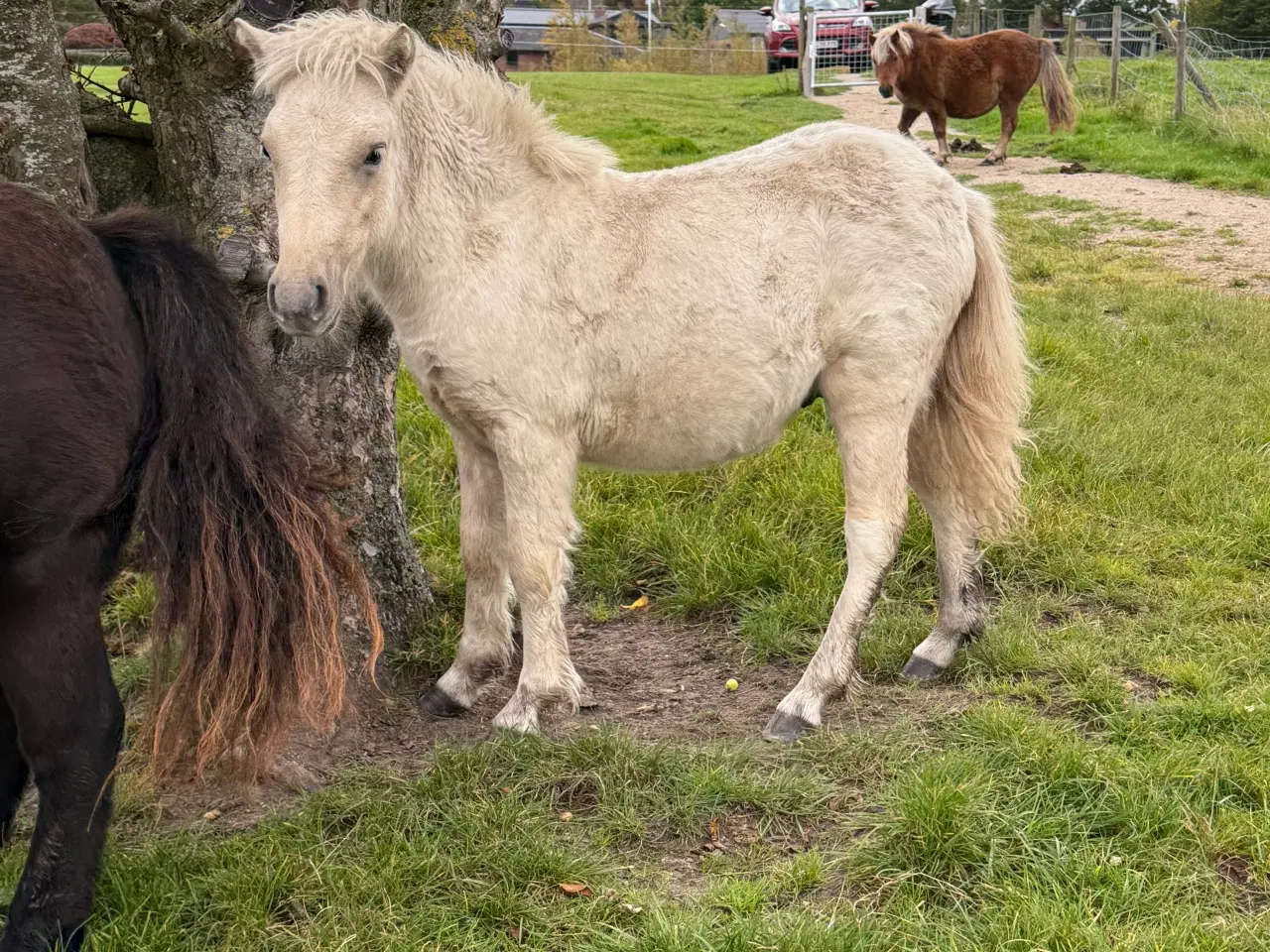 Billede 1 - Palomino shetlænder 