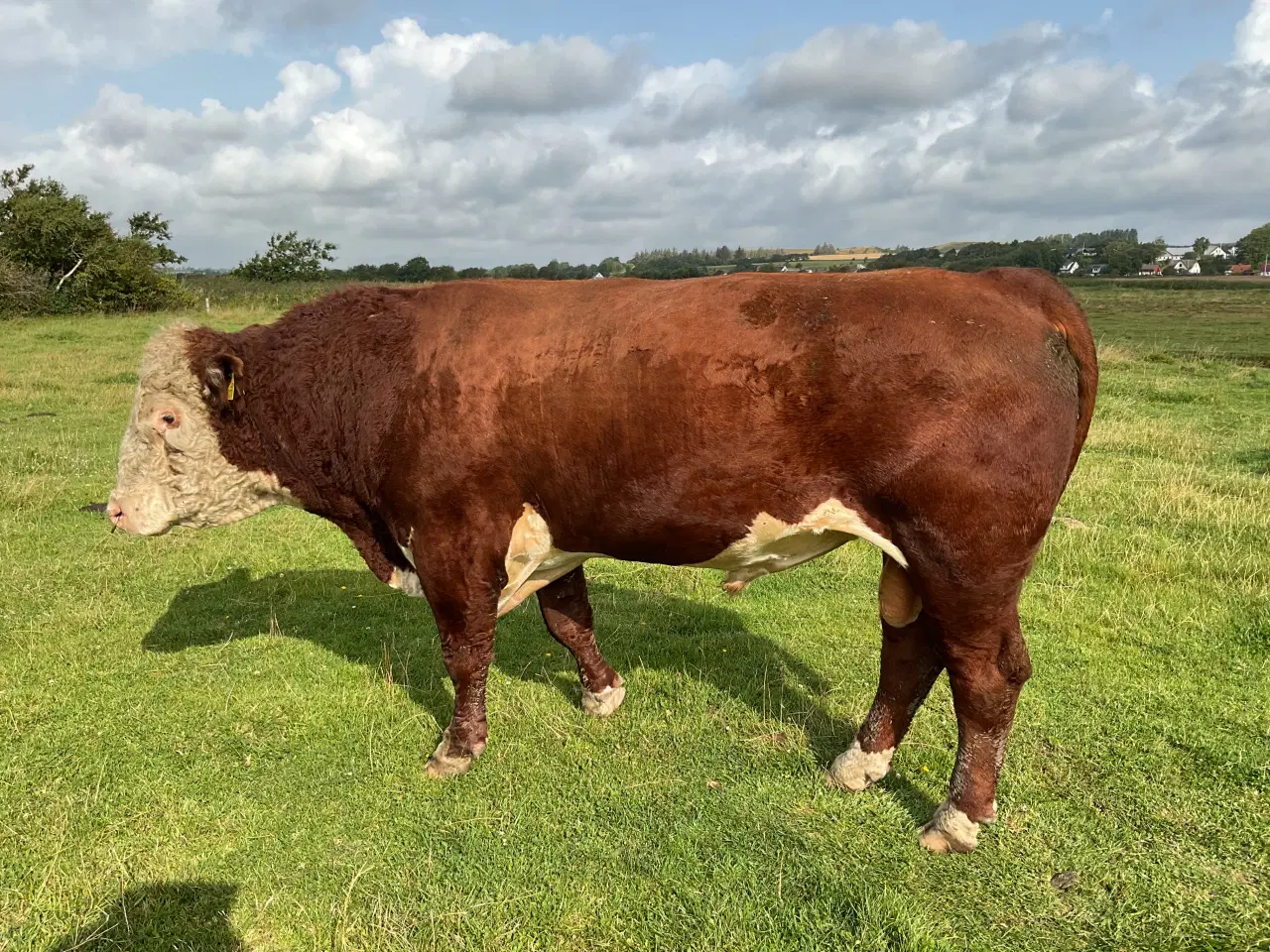 Billede 1 - Hereford tyr