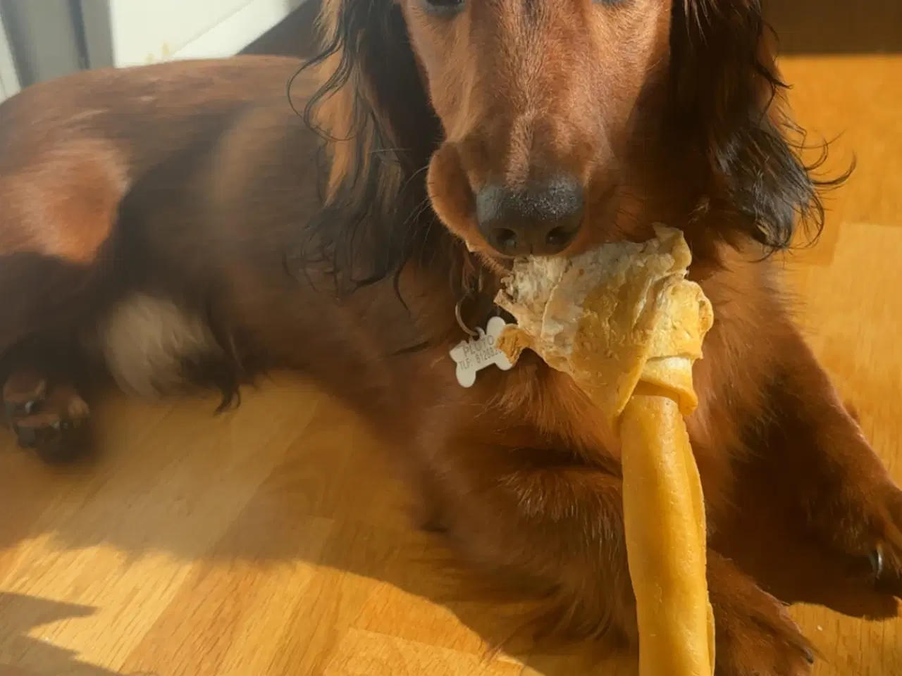 Billede 2 - AVL - langhåret dværggravhund 