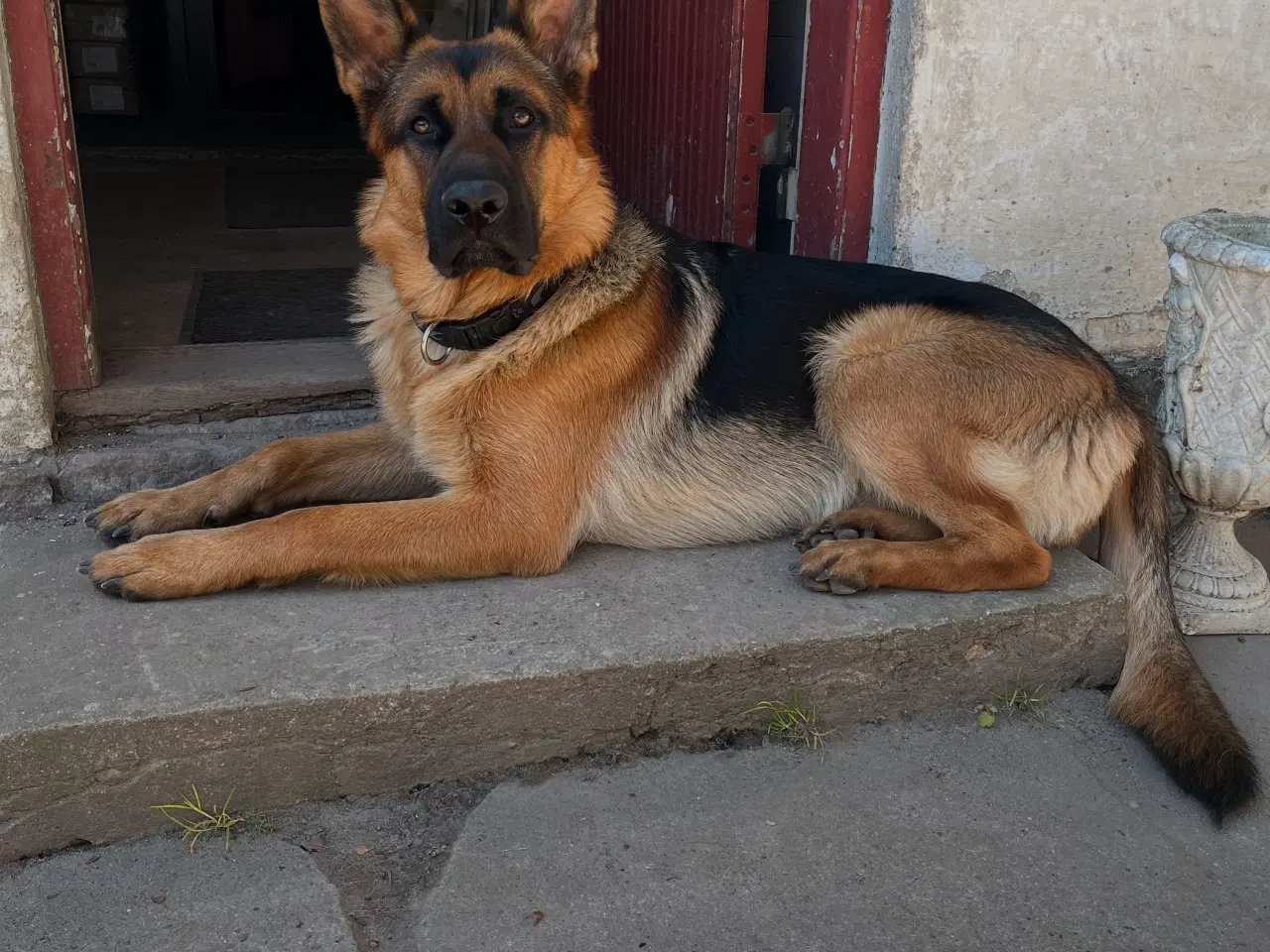 Billede 3 - Schæferhund - stockhåret