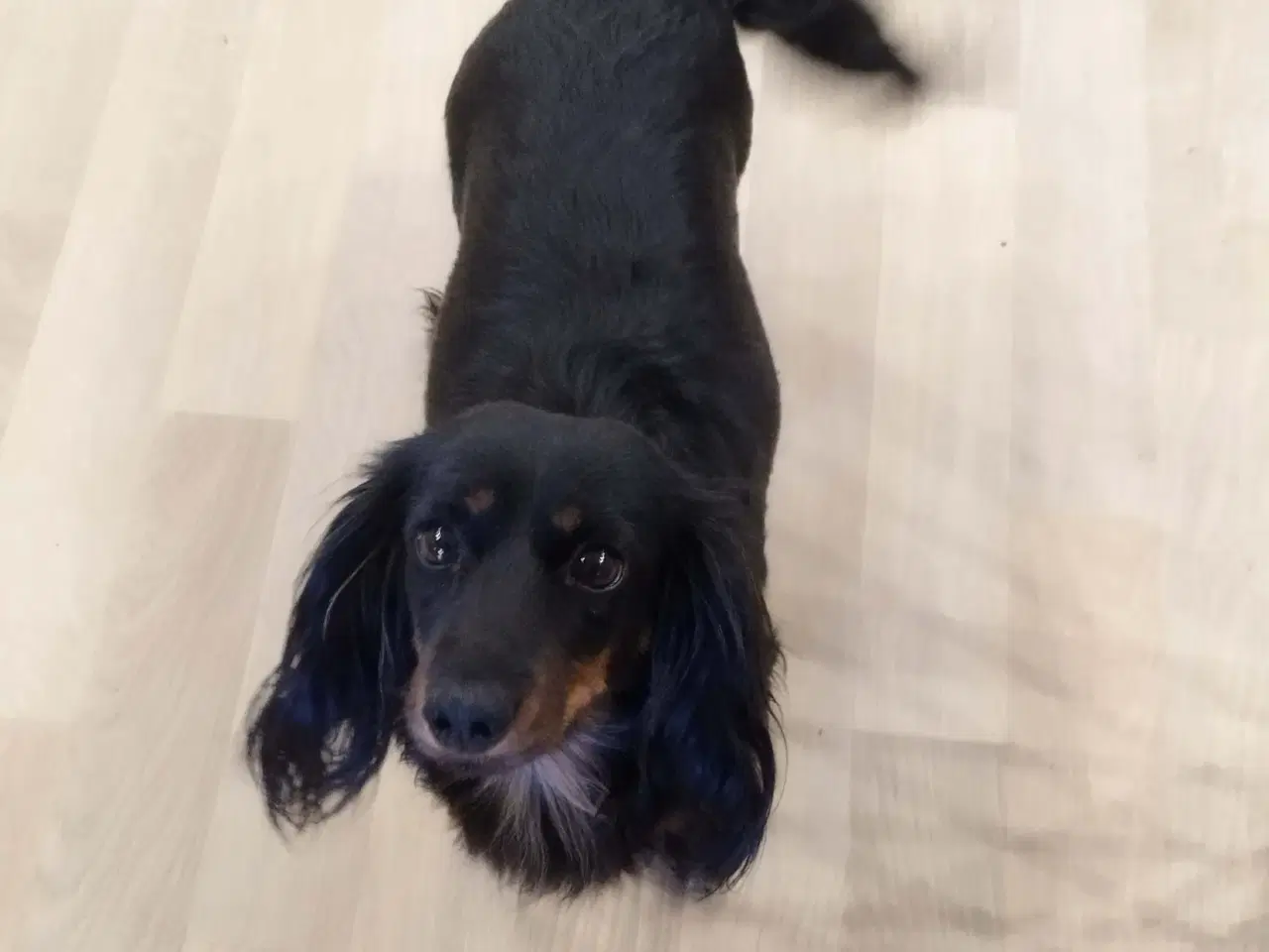 Billede 8 - GRAVHUNDE HVALPE LANGHÅRET DVÆRG