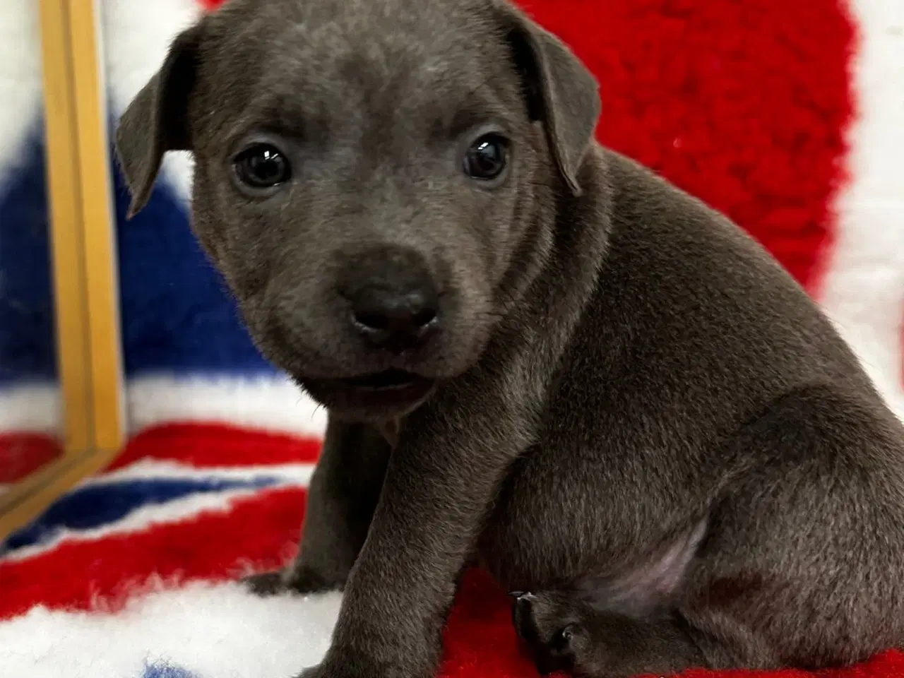 Billede 4 - Søde staffordshire Bull terrier hvalpe🩷🩵