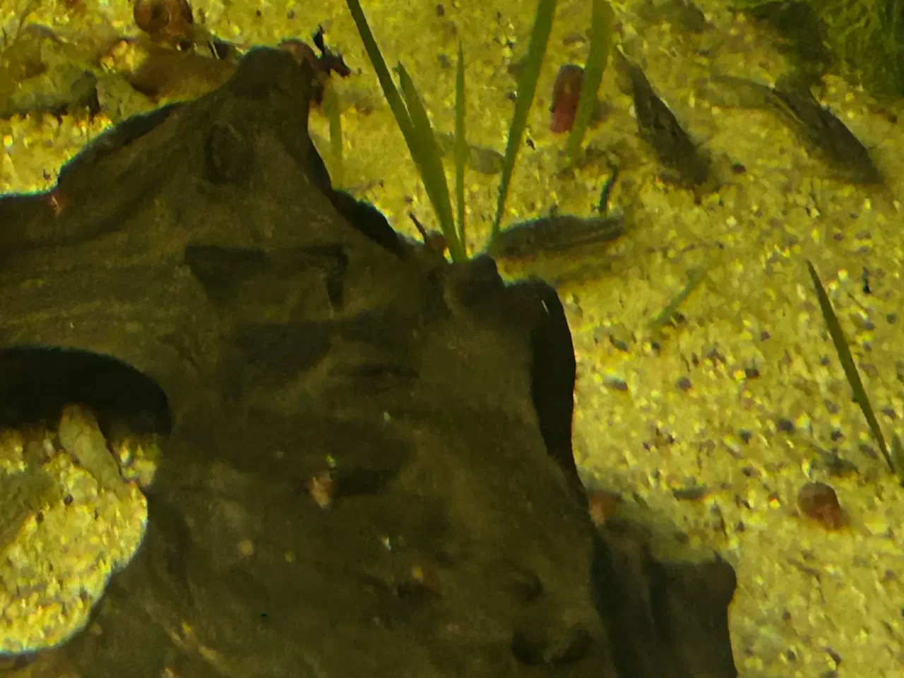 Billede 7 - 🐠✨ Nannus pansermaller – Fredelige bundfisk