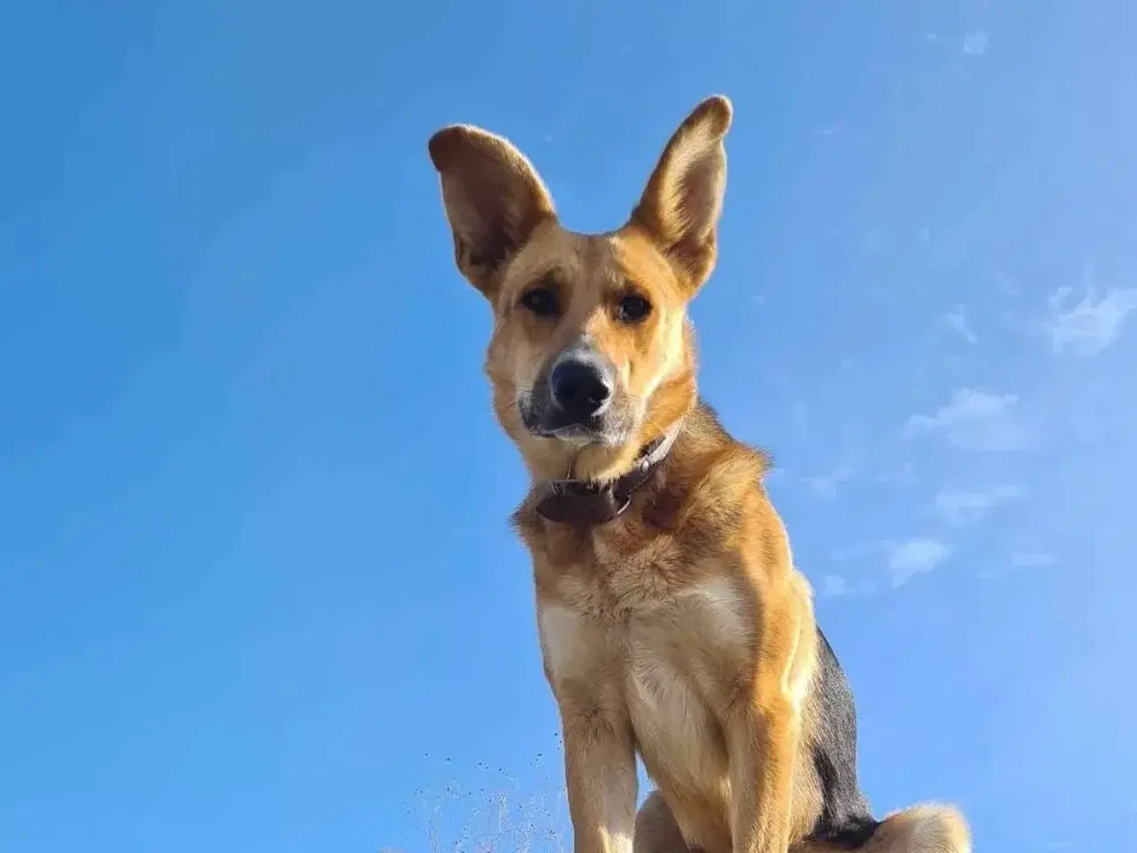 Billede 1 - Lillian søger sin hel egen familie