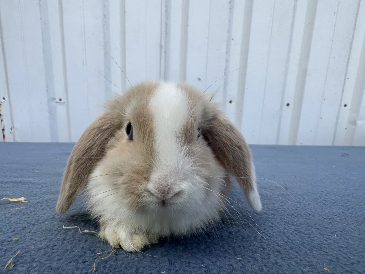 Billede 2 - Dværgvædder/Mini lop hunkanin
