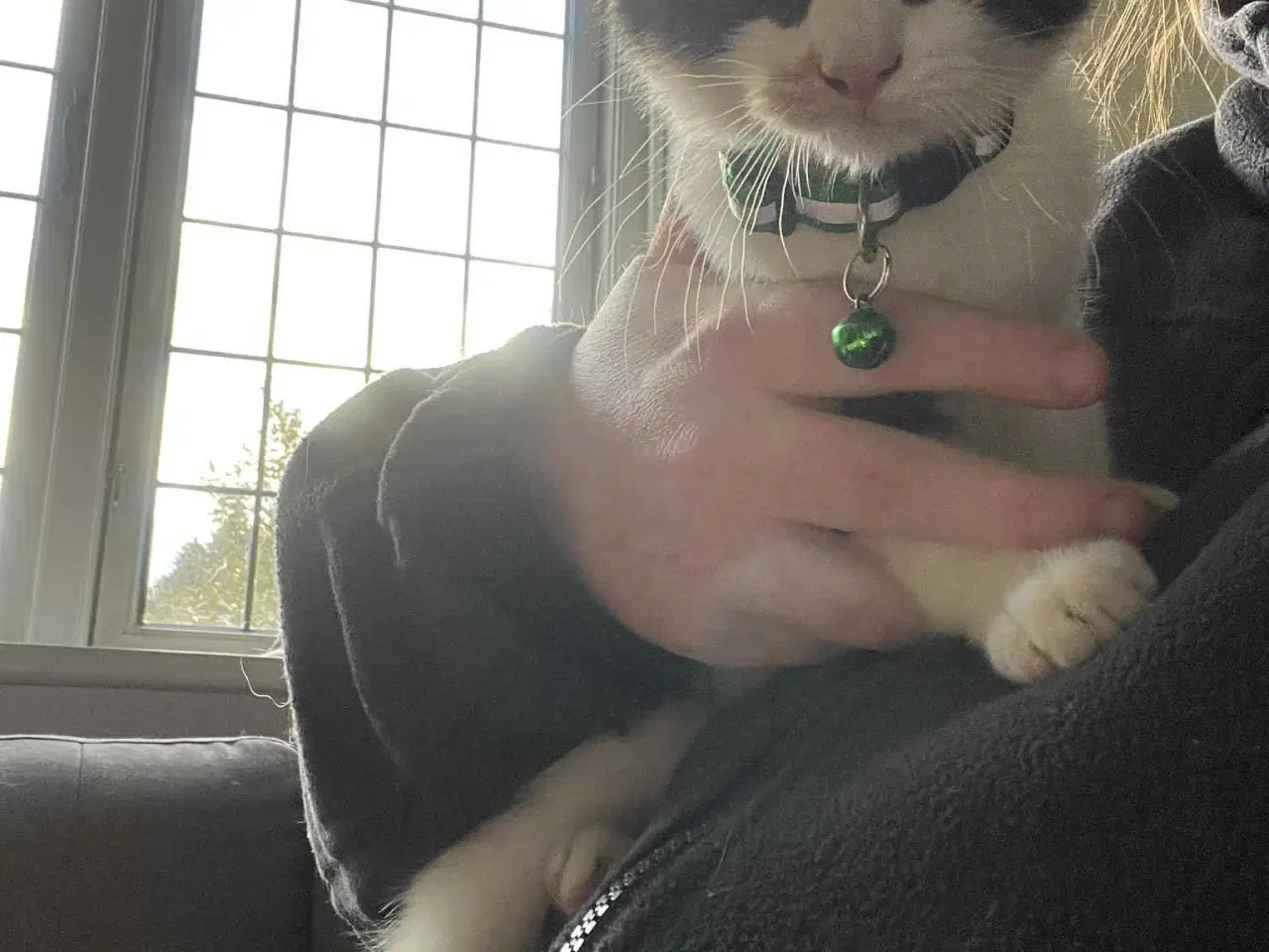 Billede 2 - Hun-killing Maine Coon-blanding