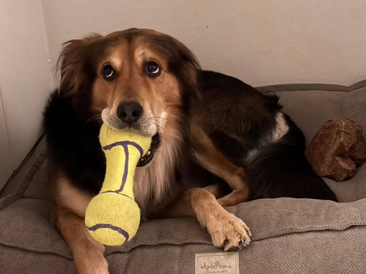 Billede 1 - Golden retriever / schæfer blanding parring