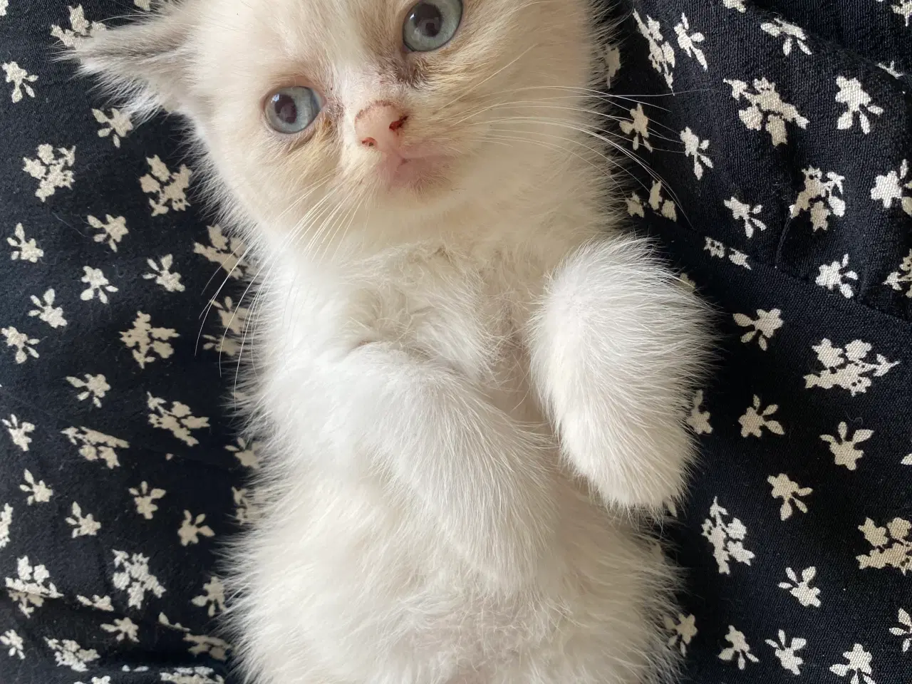 Billede 4 - Smuk Ragdoll hunkillinger Kat lys beige hvid 