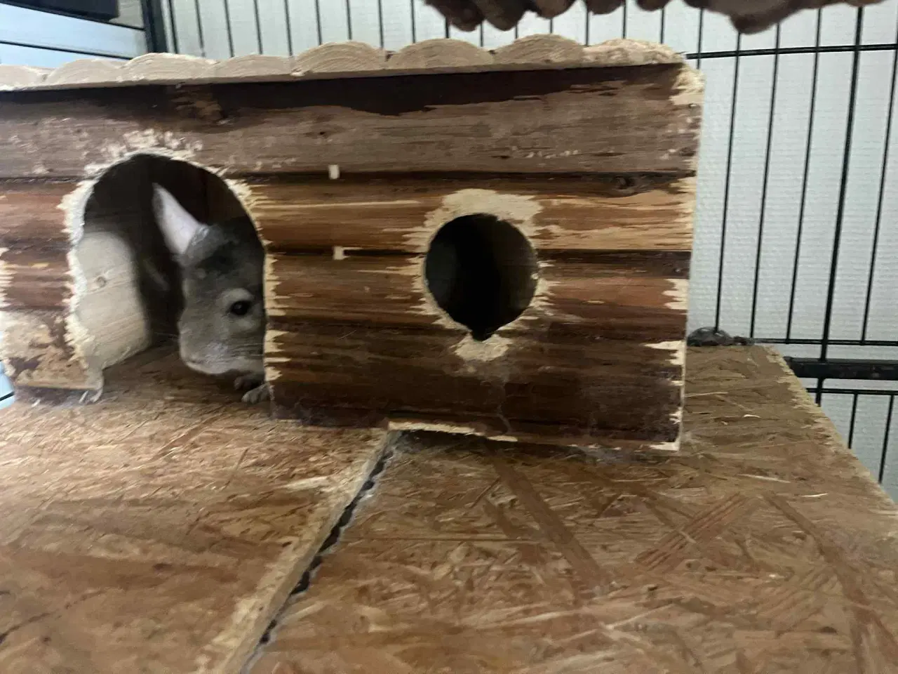 Billede 10 - Chinchilla med bur