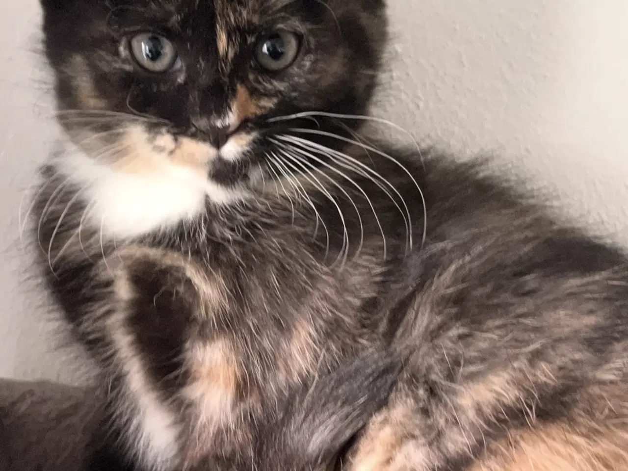 Billede 5 - Maine coon blanding