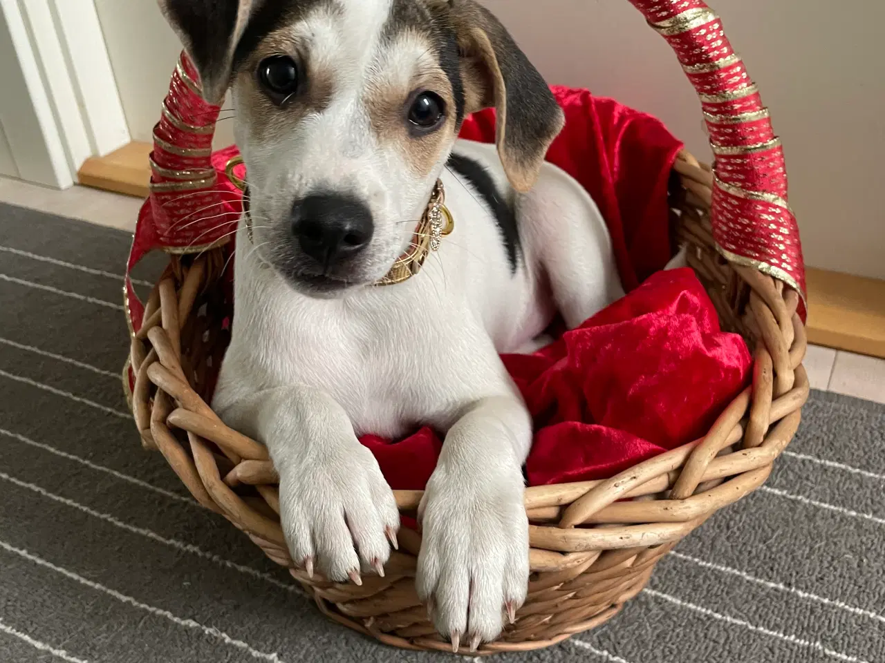 Billede 1 - Dansk svensk gårdhunde hvalpe 