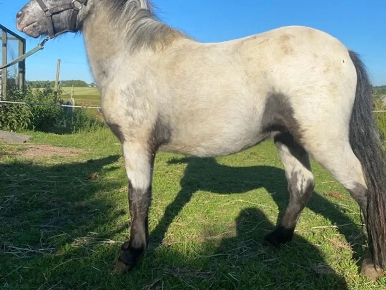 Billede 3 - Speciel og lækker hingst søger nyt hjem