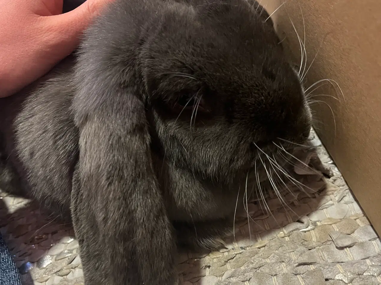 Billede 1 - Fransk vædder - sød kanin