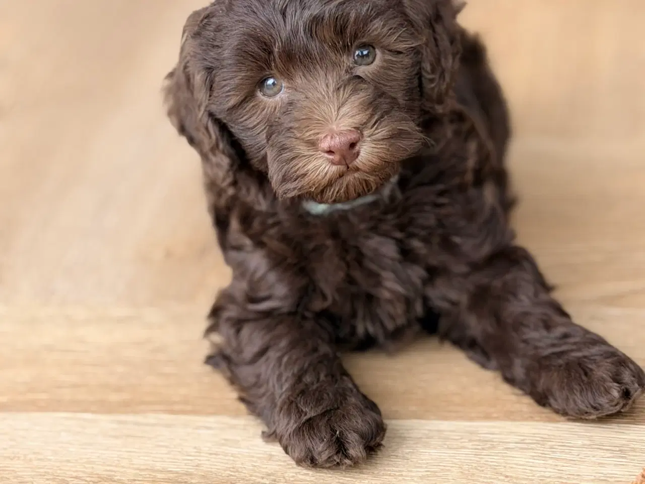 Billede 1 - Chokolade brune Havapoo drenge