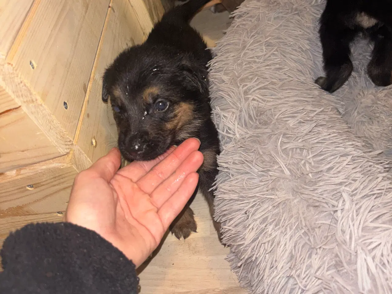 Billede 4 -  🐾 Schæfer/rottweiler hvalpe