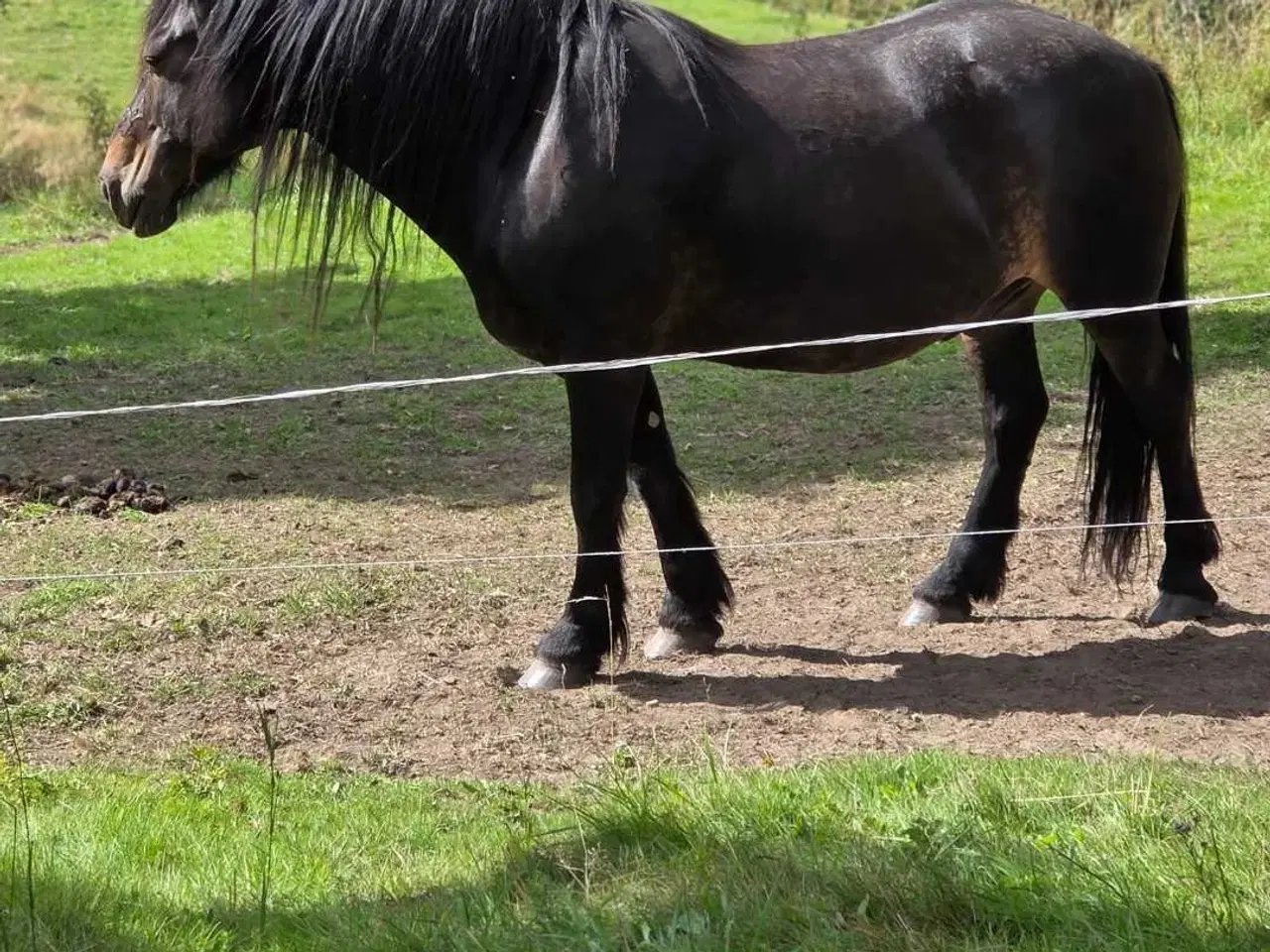 Billede 1 - Køre og ridehest 