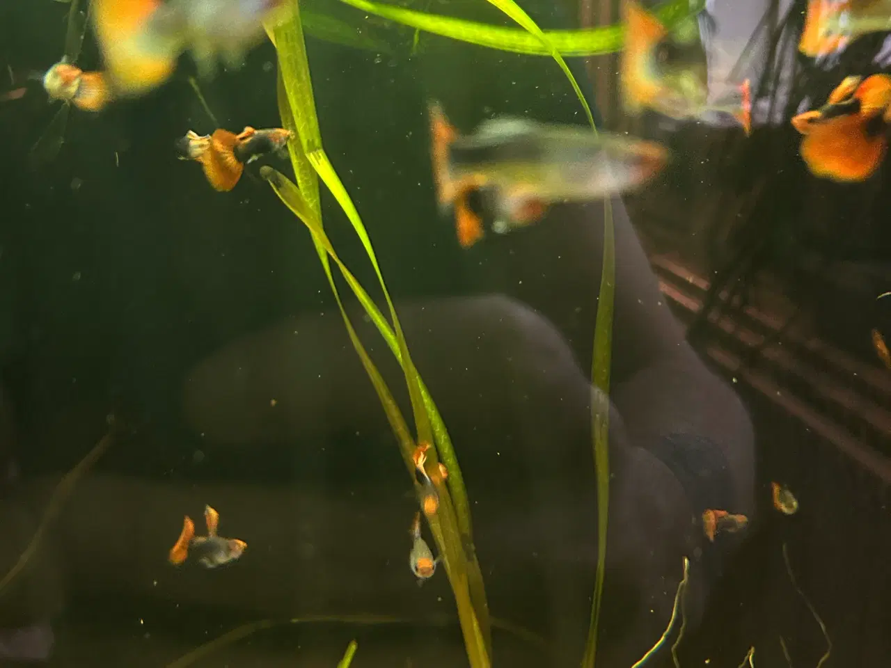 Billede 9 - ❤️🐟 Rednose Dumbo Guppy – Smuk Kontrast (unger)