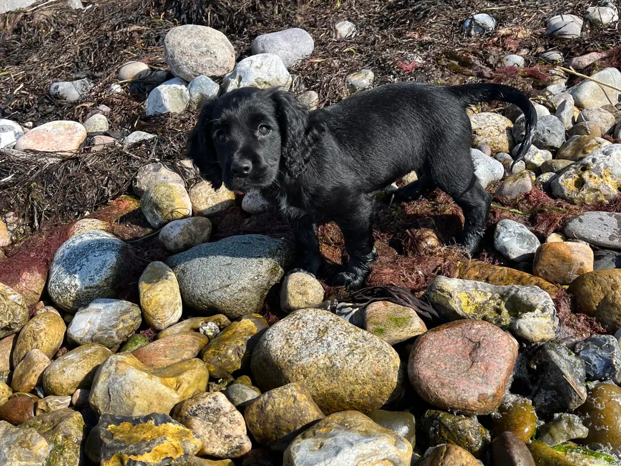 Billede 2 - Ft cocker spaniel