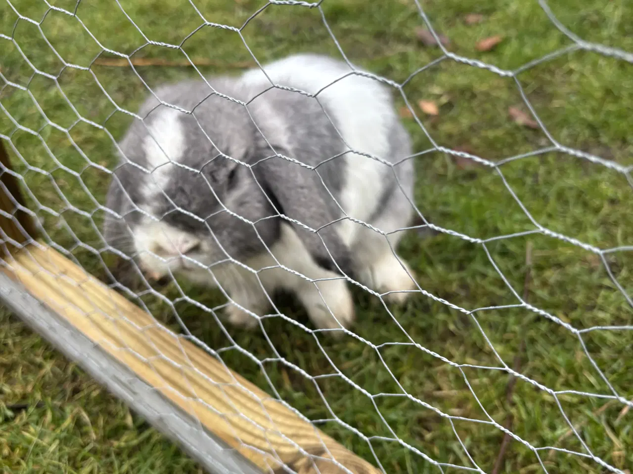 Billede 1 - Minilop han kanin ca.8 måneder gratis
