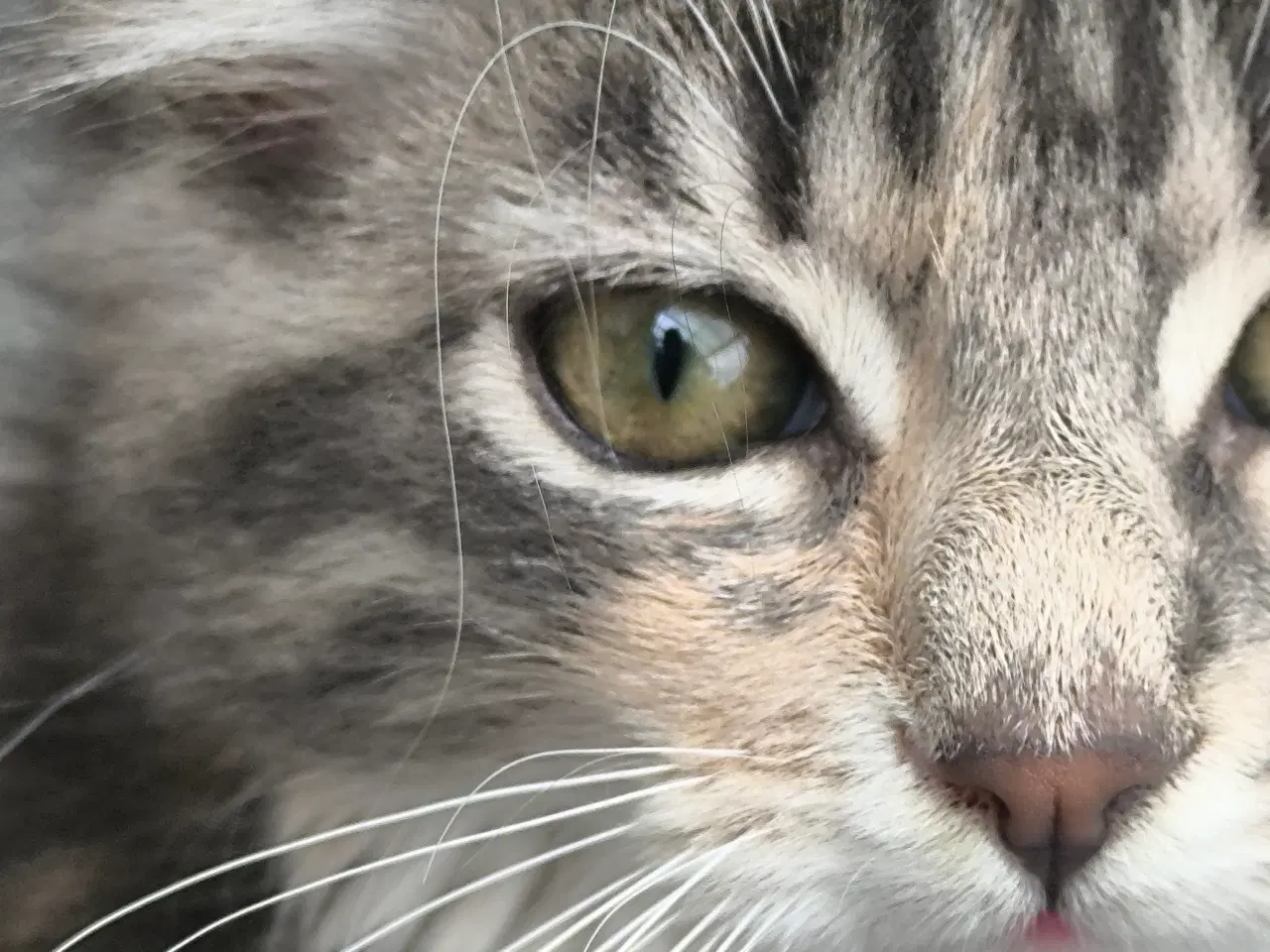 Billede 3 - Main coon/skovkat killinger 