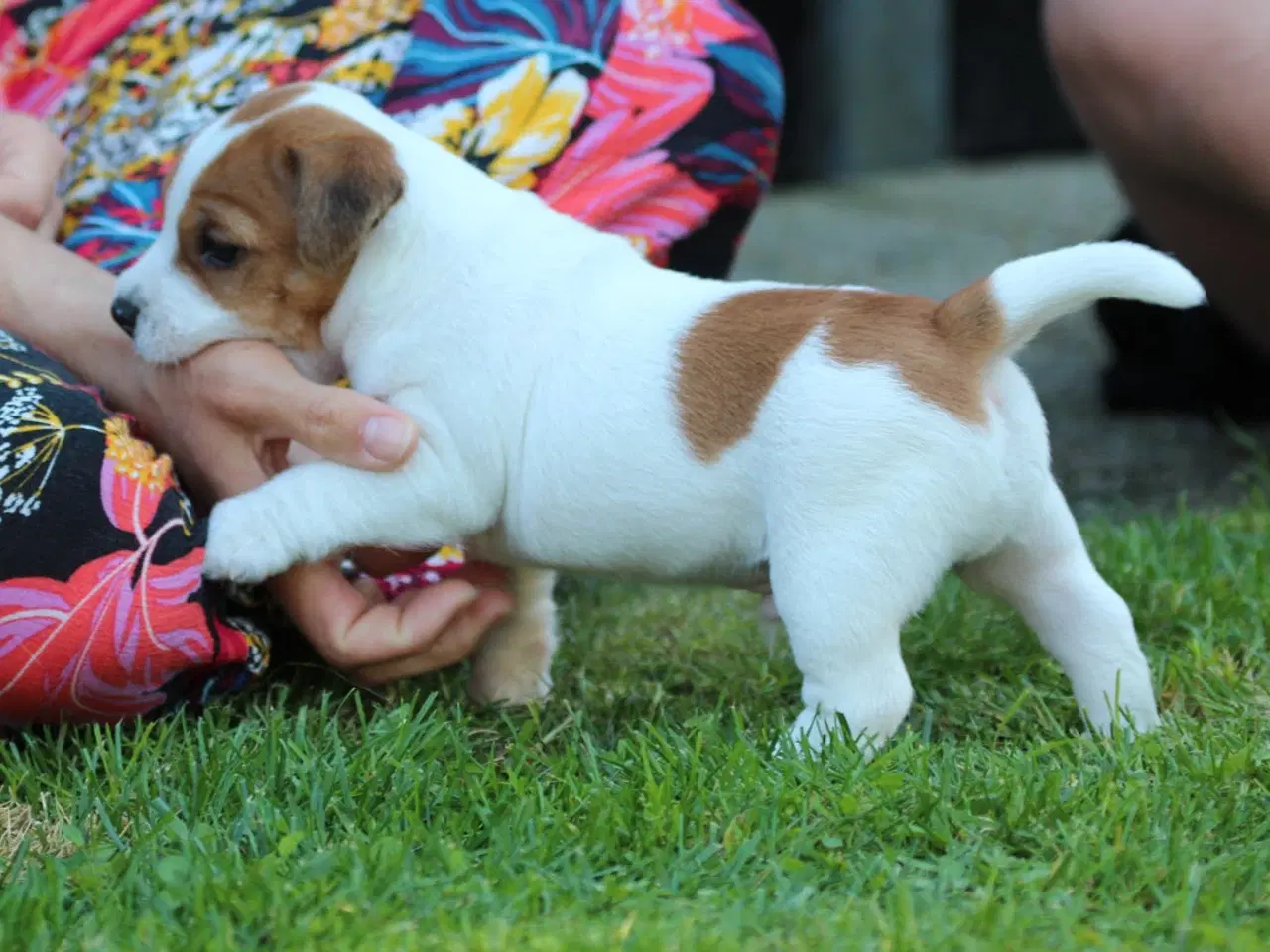 Billede 5 - Ægte Jack Russell terrier hvalpe sælges