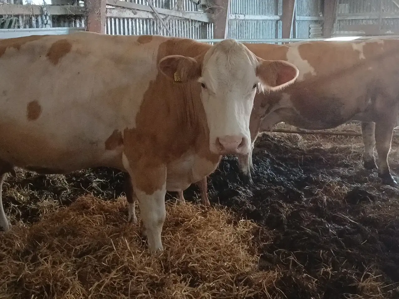 Billede 3 - 2 simmentaler køer med kalve 