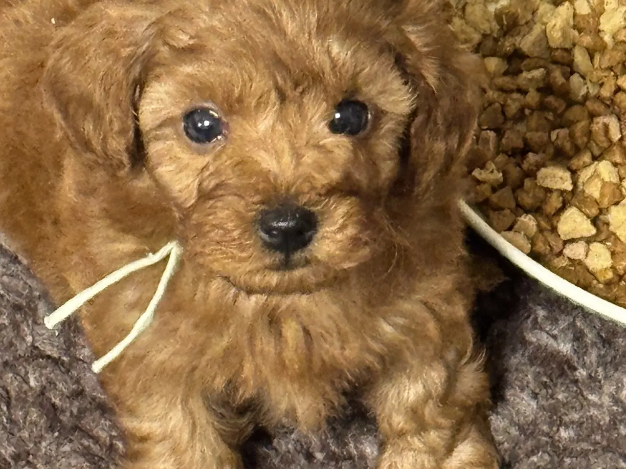 Billede 12 - Maltipoo 