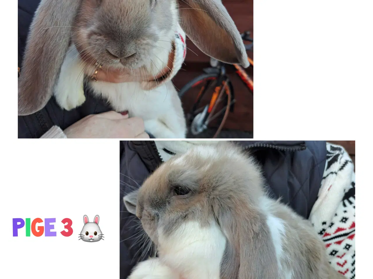 Billede 3 - Franske væddere søger nyt hjem