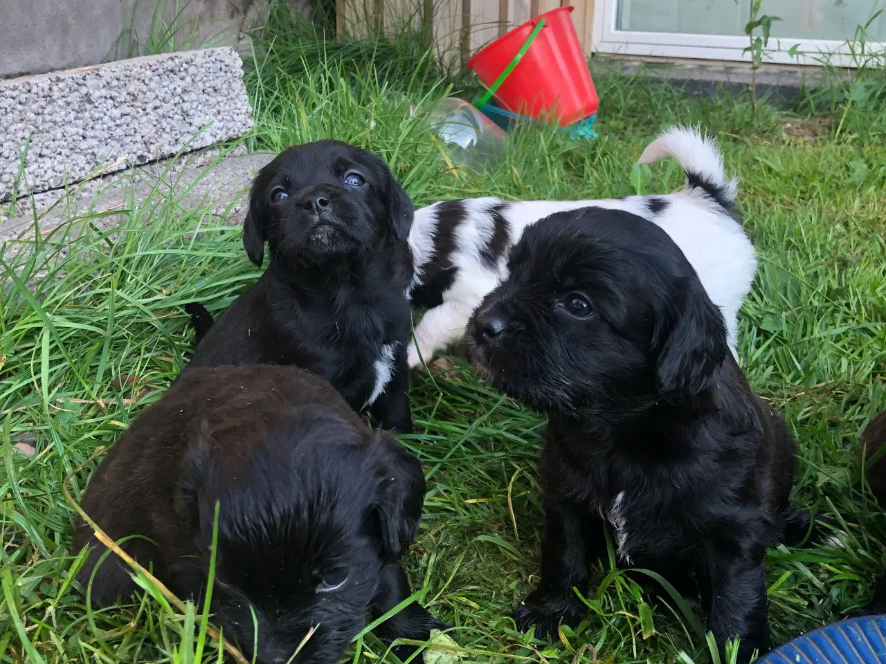 Billede 2 - Cavalier King Charles Spaniel hvalpe