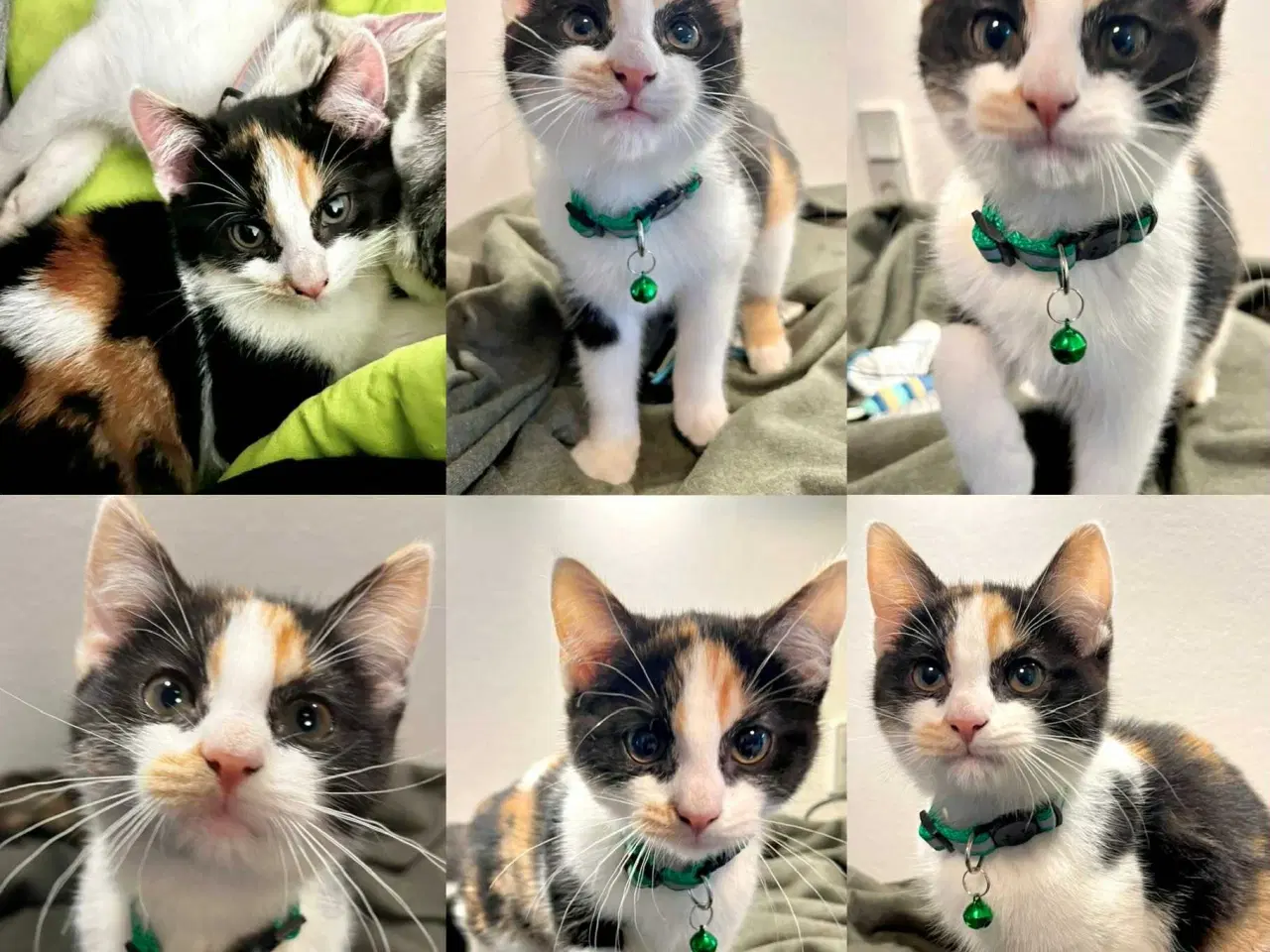 Billede 6 - Maine Coon blandninger