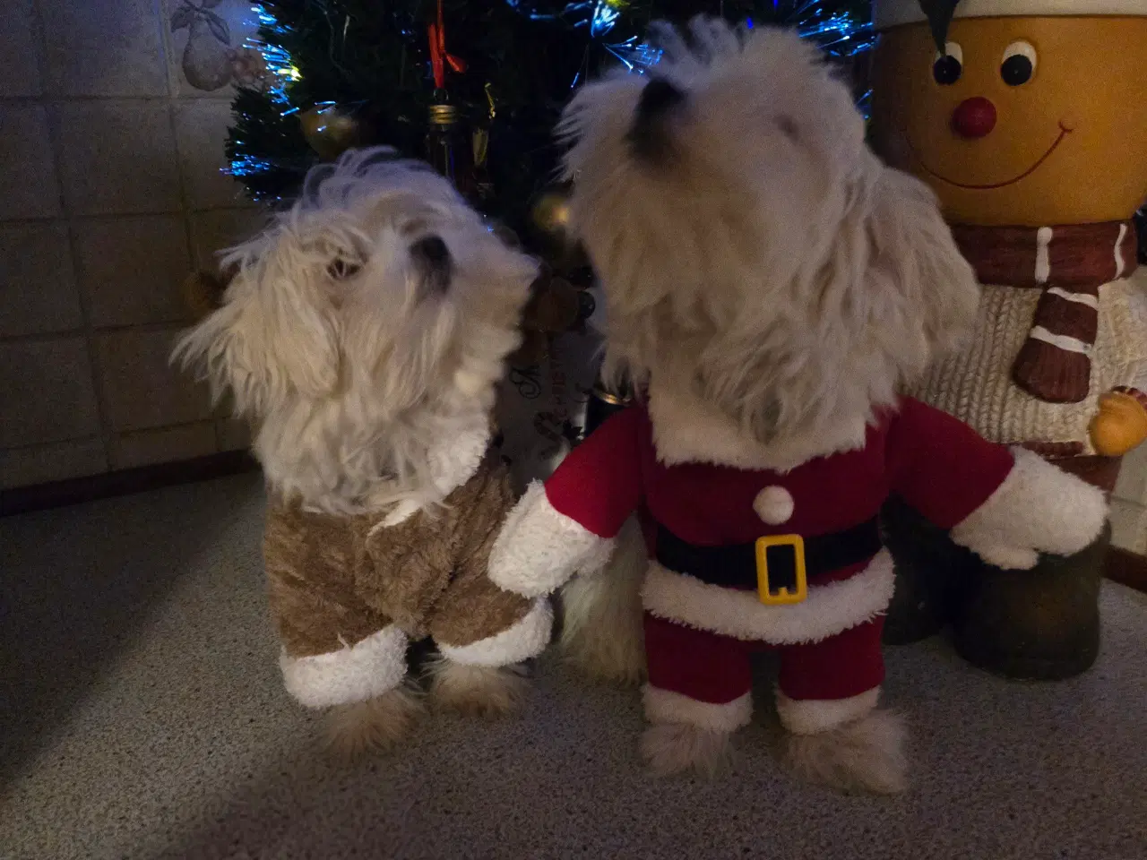 Billede 3 - Malteser hvalpe søger nye hjem ❤️