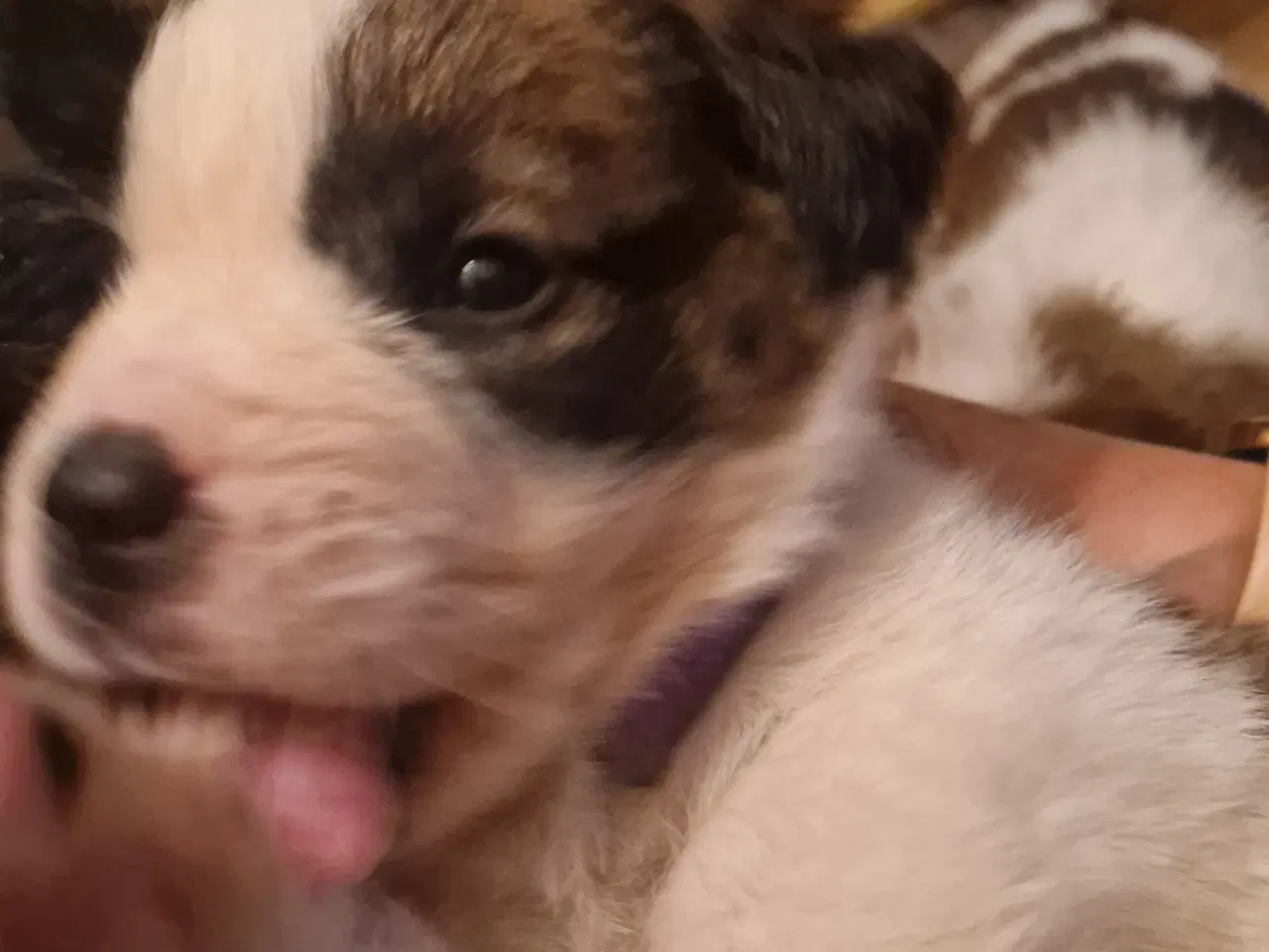 Billede 18 - 9 sankt bernhard hvalpe søg nyt hjem