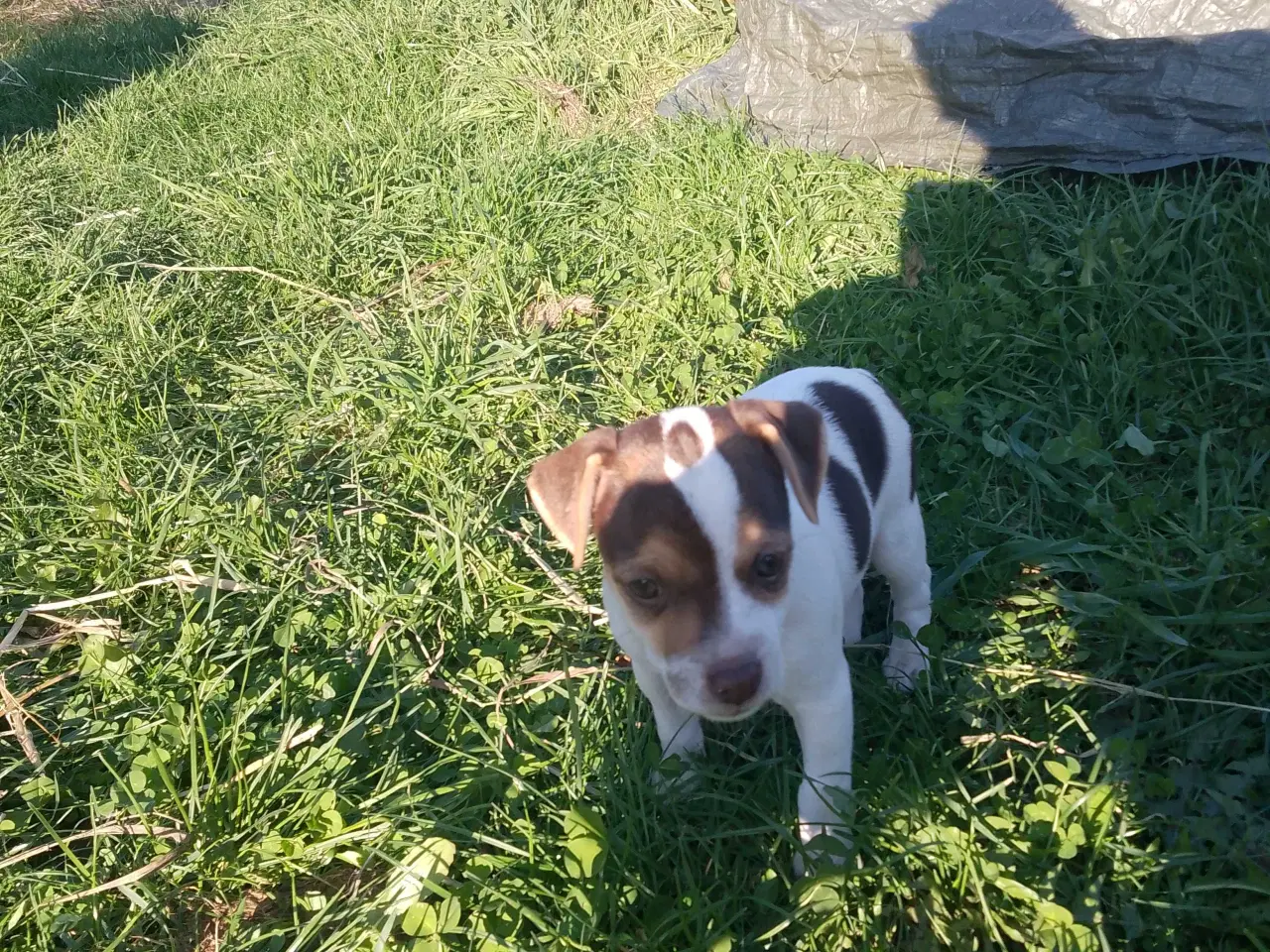 Billede 4 - Dansk-svensk gårdhund