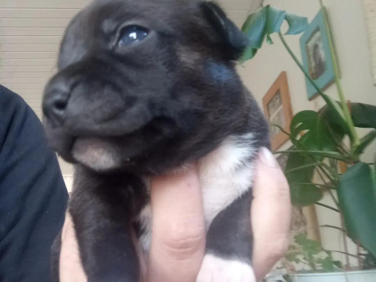 Billede 6 - Staffordshire bull terrier 