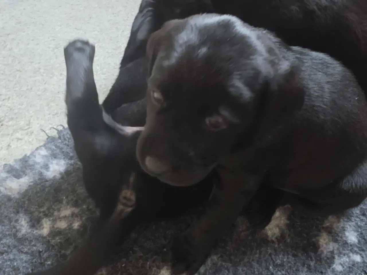 Billede 6 - Labrador Formel 1