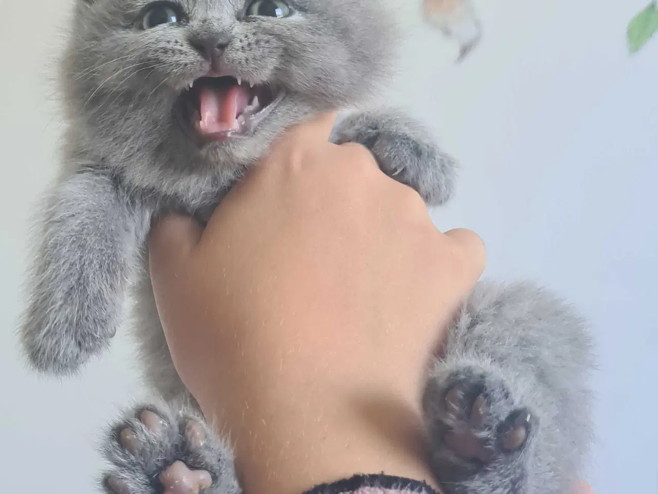 Billede 2 - British Shorthair killinger 
